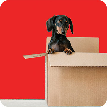 Wide angle view of dog in box